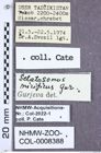 Etiketten zu Selatosomus mirificus (Gurjeva, 1972) (NHMW-ZOO-COL-0008388)